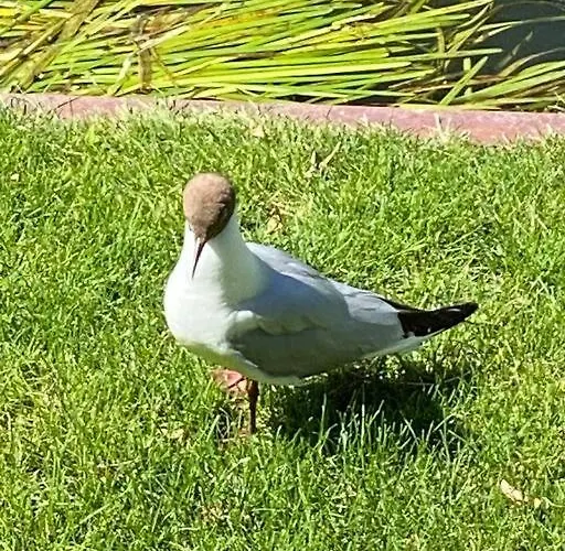 Holiday home Au Bal Des Hirondelles *